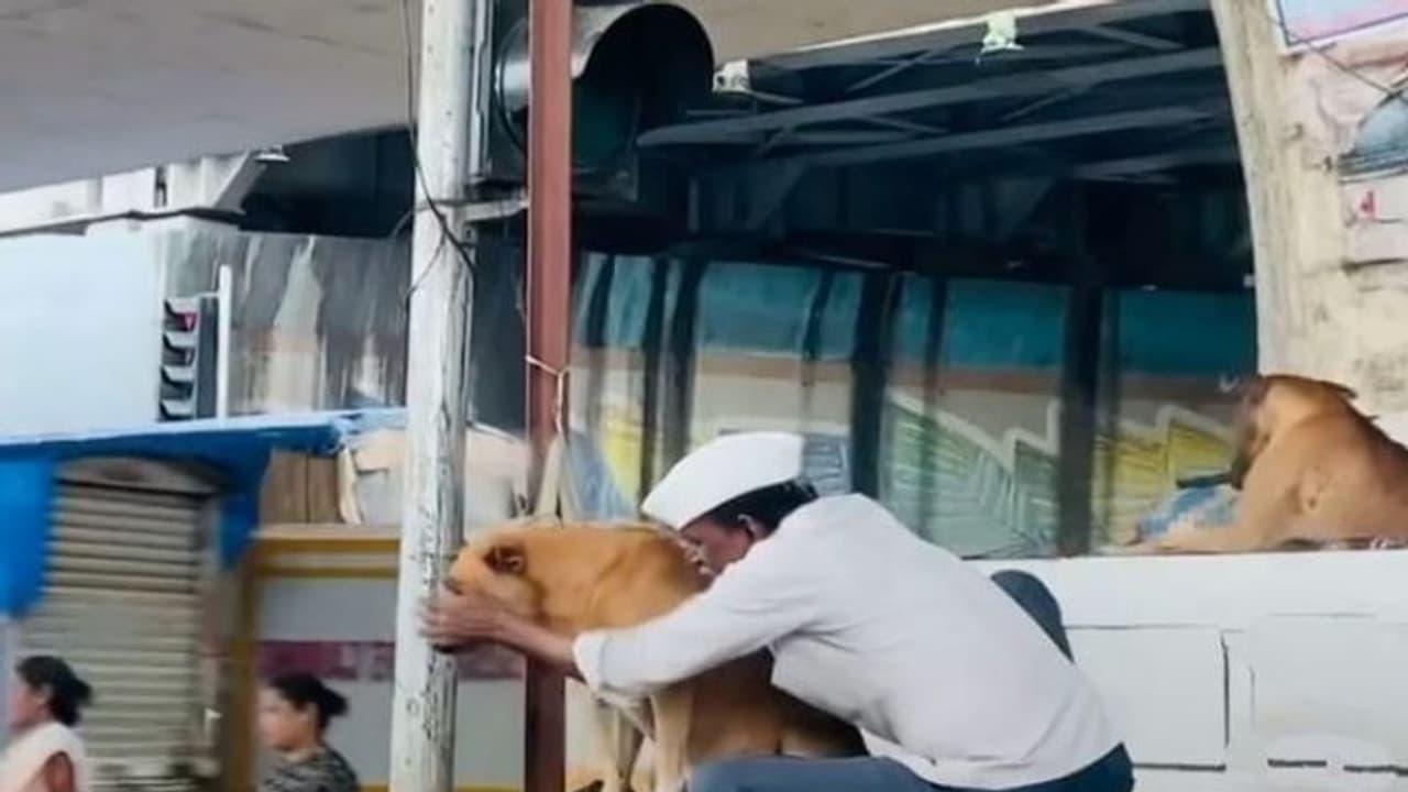 मुंबई ट्रैफिक सिग्नल का यह वीडियो देख लीजिए, क्या होती है प्यार की भाषा.. समझ जाएंगे 