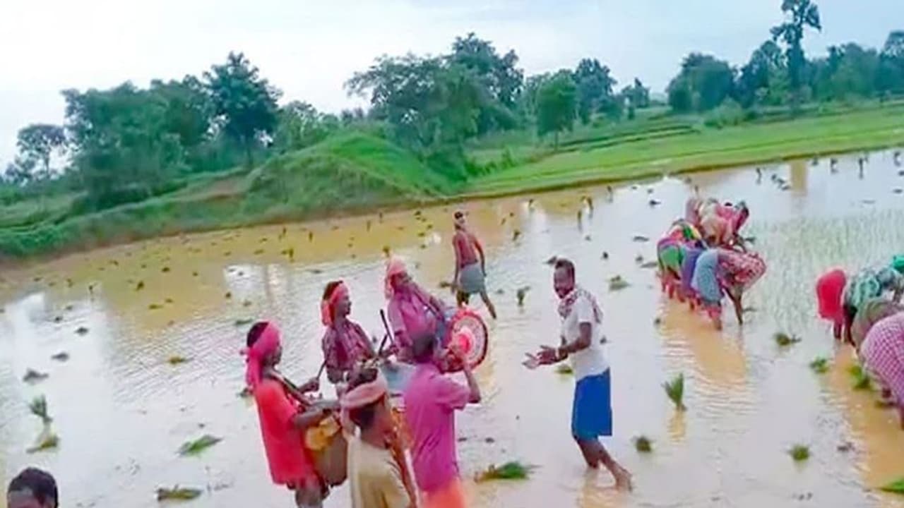 अनोखी परंपरा: झारखंड के इस जिले में किसान पहले देवतों को चढ़ाते हैं शराब, फिर शुरू होती है धान की खेती अनोखी परंपरा: झारखंड के इस जिले में किसान पहले देवतों को चढ़ाते हैं शराब, फिर शुरू होती है धान की खेती