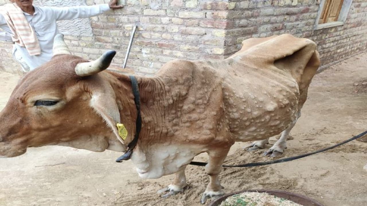 cow lumpy virus: லம்பி வைரஸிலிருந்து கால்நடைகளை காக்க சிறப்பு யாகம்!உ.பி. மருத்துவர் வினோதம்