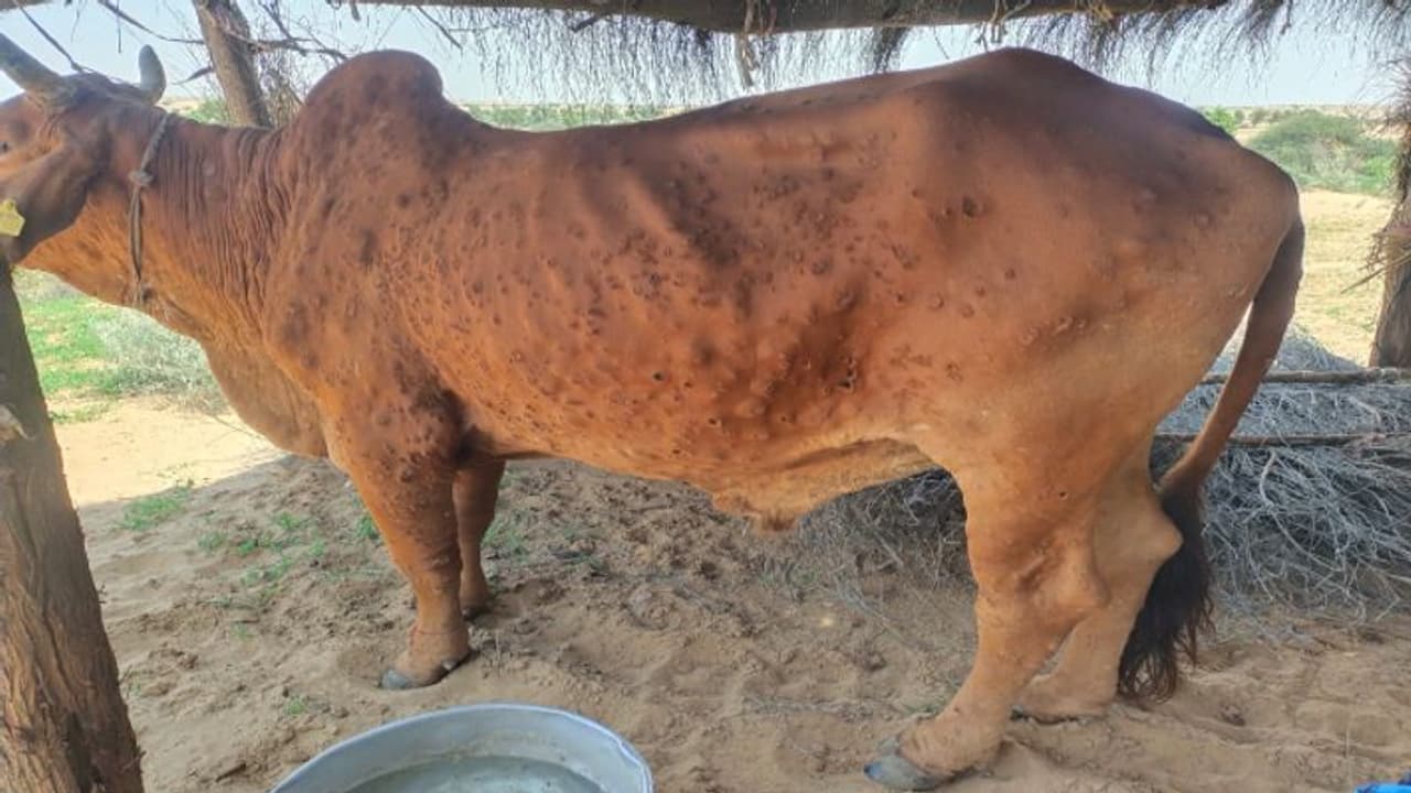 लम्पी वायरस को लेकर जागी राजस्थान सरकार, विभाग कर्मियों के हॉलिडे किए रद्द, इलाज के लिए सरकारी फंड किया रिलीज लम्पी वायरस को लेकर जागी राजस्थान सरकार, विभाग कर्मियों के हॉलिडे किए रद्द, इलाज के लिए सरकारी फंड किया रिलीज