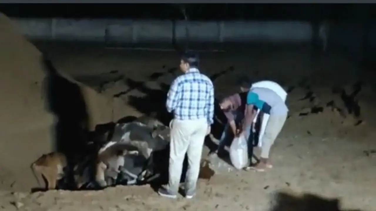 61 गोवंश की मौत मामले में पोस्टमार्टम रिपोर्ट से सामने आया पूरा सच, इस वजह से हरा चारा साबित हुआ जानलेवा 61 गोवंश की मौत मामले में पोस्टमार्टम रिपोर्ट से सामने आया पूरा सच, इस वजह से हरा चारा साबित हुआ जानलेवा