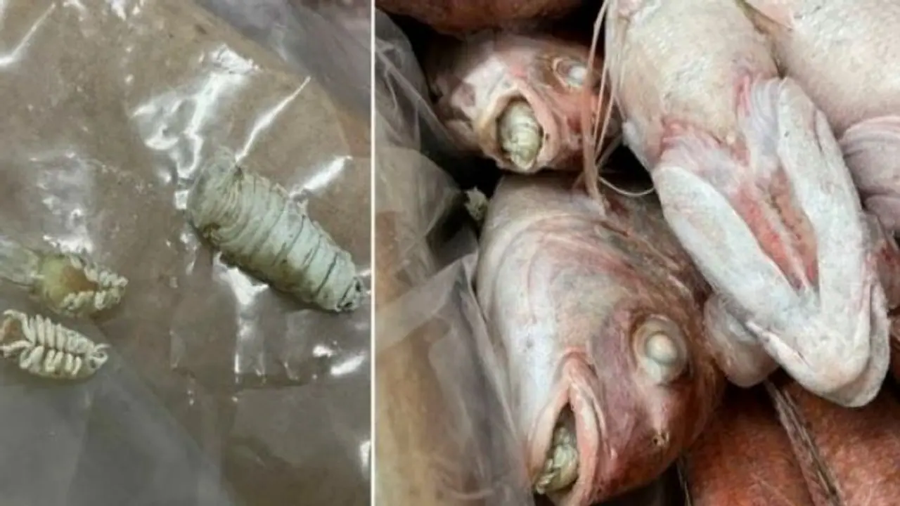 बेहद खतरनाक है यह कीड़ा, चट कर गया मछली की जीभ और उसकी जगह खुद जम गया बेहद खतरनाक है यह कीड़ा, चट कर गया मछली की जीभ और उसकी जगह खुद जम गया