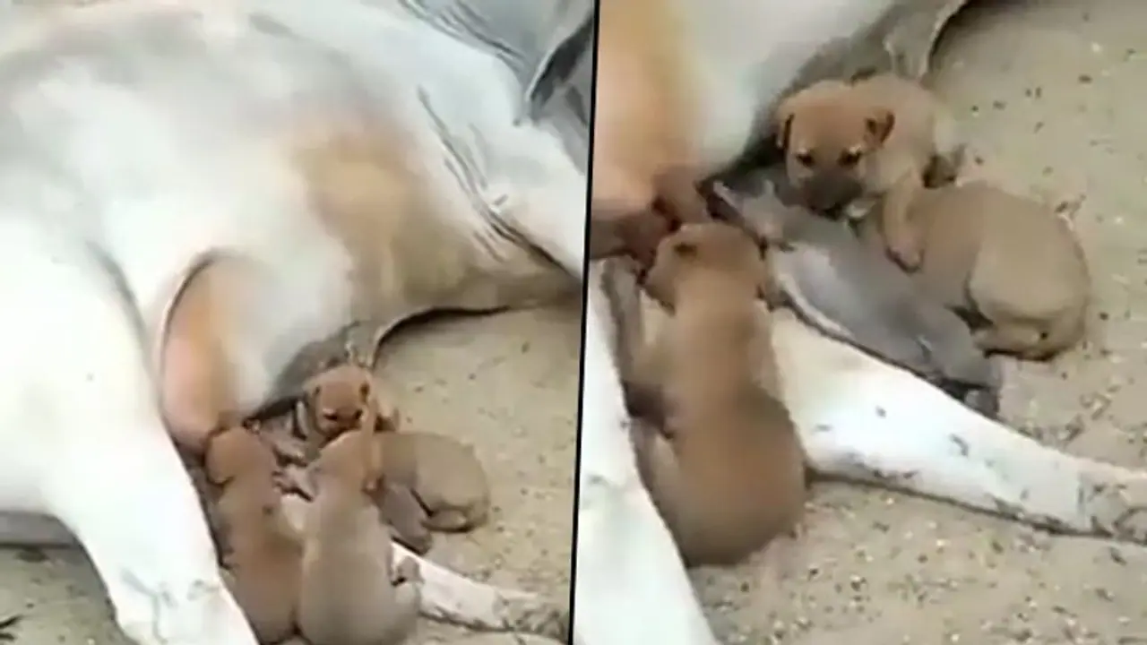 Watch: Cow feeds milk to abandoned puppies