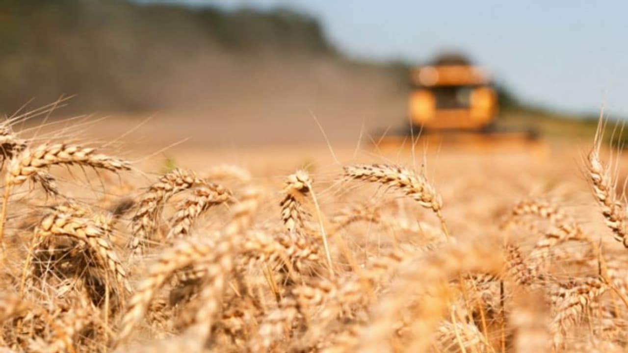 സൗദി അറേബ്യയിലെ ഗോതമ്പ് കർഷകർക്ക് 90.5 ദശലക്ഷം റിയാൽ നൽകി ‘സാഗോ’ സൗദി അറേബ്യയിലെ ഗോതമ്പ് കർഷകർക്ക് 90.5 ദശലക്ഷം റിയാൽ നൽകി ‘സാഗോ’