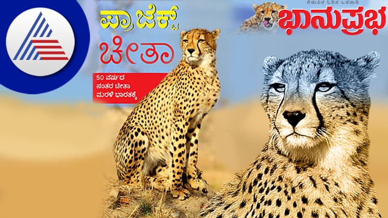Project Cheetah: ವೈಲ್ಡ್‌ಲೈಫ್‌ ತಜ್ಞರು ಕುತೂಹಲದಿಂದ ನೋಡುತ್ತಿರುವ ಪ್ರಯೋಗ