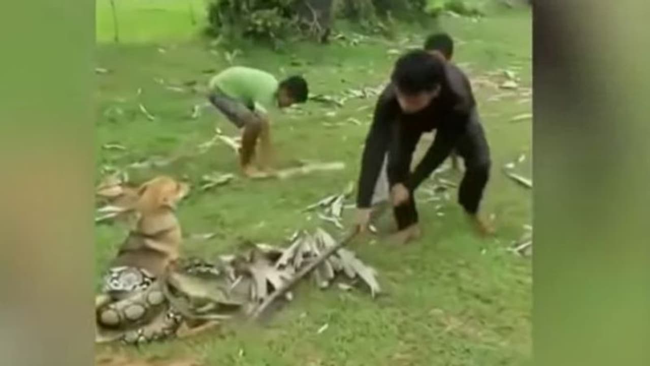 कुत्ते की जान बचाने वाले इन तीन बच्चों की बहादुरी को हर कोई कर रहा सलाम, देखिए शॉकिंग वीडियो कुत्ते की जान बचाने वाले इन तीन बच्चों की बहादुरी को हर कोई कर रहा सलाम, देखिए शॉकिंग वीडियो