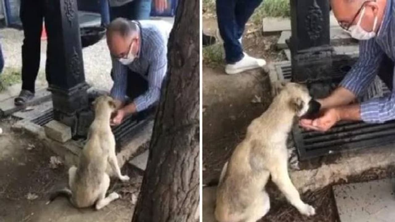 കൈകളിൽ വെള്ളം ശേഖരിച്ച് നായയ്ക്ക് നൽകുന്ന മനുഷ്യൻ, വൈറലായി വീഡിയോ