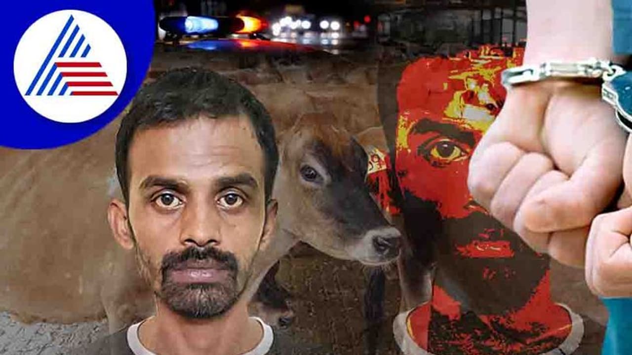 ಹಸು ಮೇಲೆ ವಿಕೃತಿ ಮೆರೆದಿದ್ದ ಸೈಕೋಪಾಥ್ ಬಂಧನ