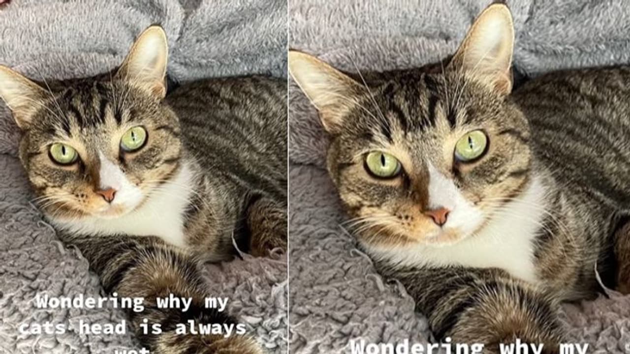Pet Cat : വളര്‍ത്തുപൂച്ചയുടെ തലയിൽ എപ്പോഴും നനവ്; ഒടുവില്‍ കാരണം കണ്ടെത്തി