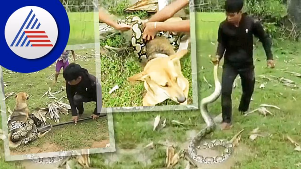 ಹೆಬ್ಬಾವಿನಿಂದ ಸಾಕುನಾಯಿ ರಕ್ಷಿಸಿದ ಬಾಲಕರು: ನೋಡಿ ಬಾಲಕರ ಶೌರ್ಯದ ವಿಡಿಯೋ