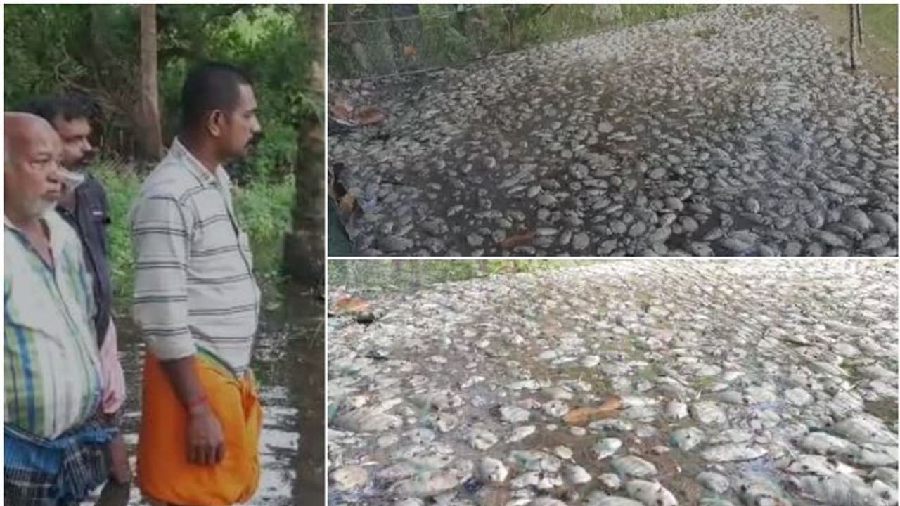 കനത്ത മഴയിൽ കോട്ടയത്ത് 'കരിമീൻ കണ്ണീർ'; കിഴക്കൻ വെള്ളം ഫാമിലെ പുളി ഇളക്കി, ലക്ഷത്തിലേറെ കരിമീൻ ചത്തുപൊങ്ങി കനത്ത മഴയിൽ കോട്ടയത്ത് 'കരിമീൻ കണ്ണീർ'; കിഴക്കൻ വെള്ളം ഫാമിലെ പുളി ഇളക്കി, ലക്ഷത്തിലേറെ കരിമീൻ ചത്തുപൊങ്ങി