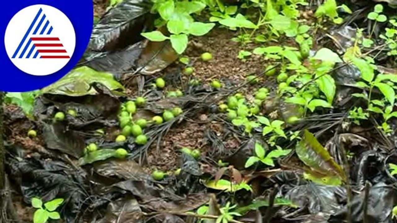 Chikkamagaluru; ಭಾರೀ ಮಳೆಗೆ ನೆಲಕ್ಕೆ ಉದುರುತ್ತಿರುವ ಕಾಫಿ ಬೀಜ Chikkamagaluru; ಭಾರೀ ಮಳೆಗೆ ನೆಲಕ್ಕೆ ಉದುರುತ್ತಿರುವ ಕಾಫಿ ಬೀಜ