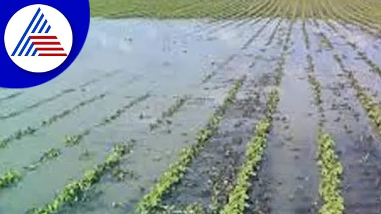 ವಾಡಿಕೆಗಿಂತ ಹೆಚ್ಚಿನ ಮಳೆ: ಅಪಾರ ನಷ್ಟ