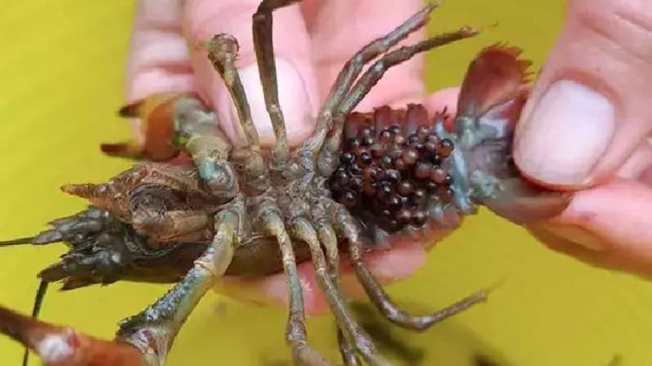 ഈ ജീവിയെ കണ്ടാൽ അപ്പോൾ തന്നെ തലയിൽ കത്തി കയറ്റി കൊന്നുകളഞ്ഞേക്കൂ എന്ന് അധികൃതർ! ഈ ജീവിയെ കണ്ടാൽ അപ്പോൾ തന്നെ തലയിൽ കത്തി കയറ്റി കൊന്നുകളഞ്ഞേക്കൂ എന്ന് അധികൃതർ!