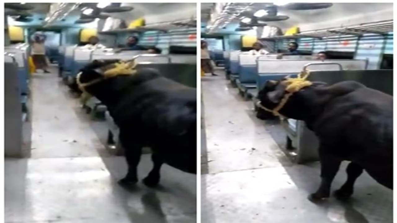 লোকাল ট্রেনে যাত্রা করছে ষাঁড়! ভাইরাল ভিডিয়ো ঘিরে শোরগোল নেটপাড়ায় লোকাল ট্রেনে যাত্রা করছে ষাঁড়! ভাইরাল ভিডিয়ো ঘিরে শোরগোল নেটপাড়ায়