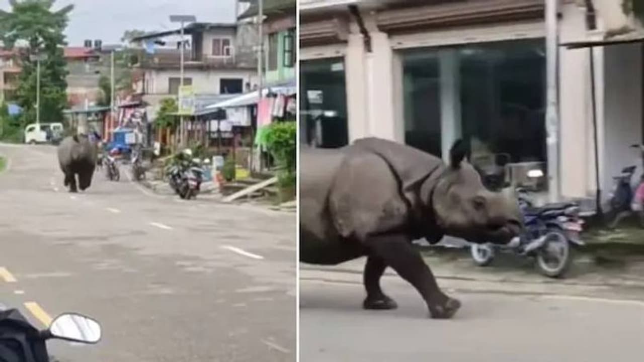 റോഡിൽ പെട്ടെന്നൊരു കാണ്ടാമൃഗം, ആകെ വിരണ്ട് ജനങ്ങൾ, വീഡിയോ റോഡിൽ പെട്ടെന്നൊരു കാണ്ടാമൃഗം, ആകെ വിരണ്ട് ജനങ്ങൾ, വീഡിയോ