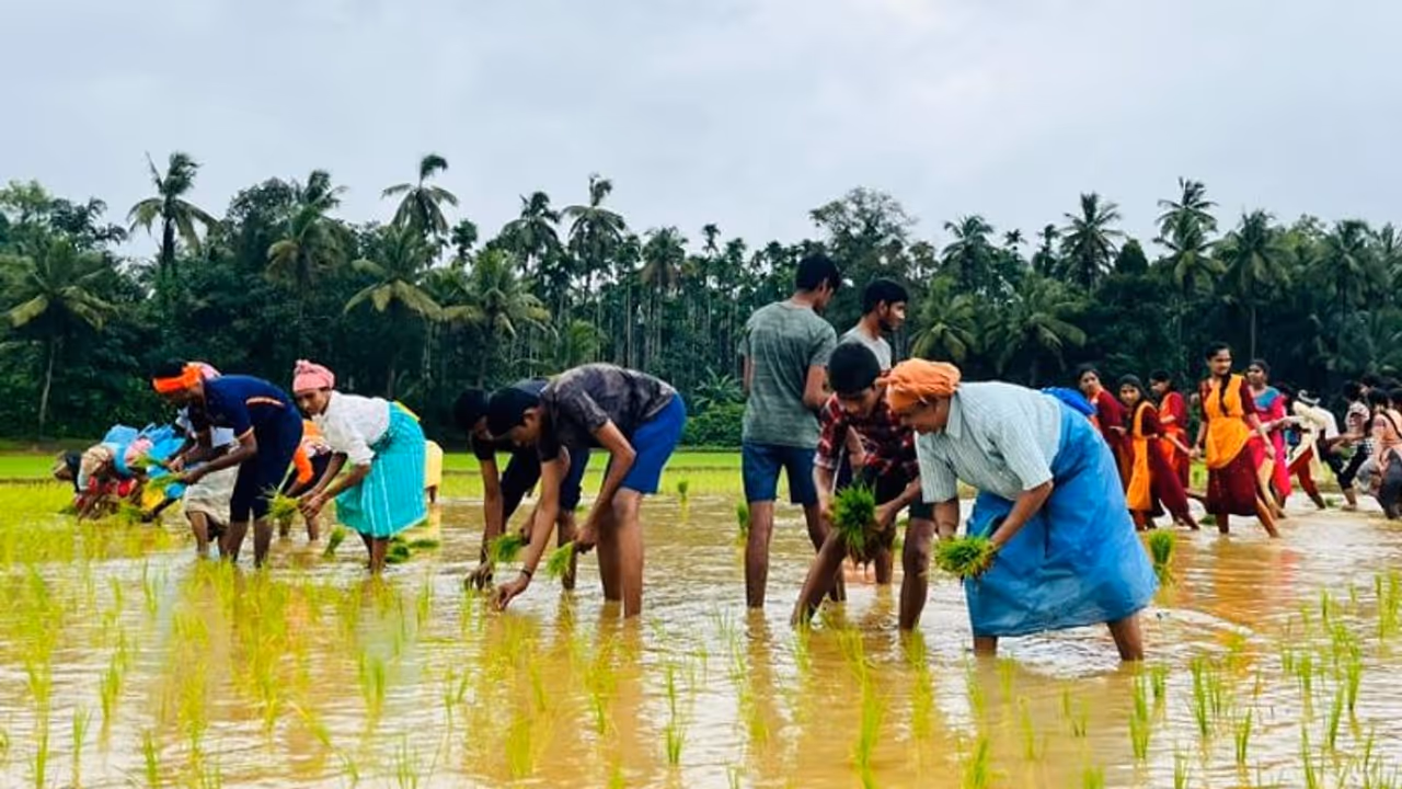 ವಿದ್ಯಾರ್ಥಿಗಳಿಗೆ ಭತ್ತ ನಾಟಿಯ ಪಾಠ, ನೇಜಿ ಪರ್ಬದ ಹೆಸರಲ್ಲಿ ಕೆಸರಿನ ಆಟ!