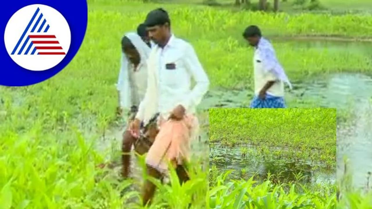 Chitradurga Heavy Rain: ಜಿಟಿ ಜಿಟಿ ಮಳೆಗೆ ಕಂಗಾಲಾದ ಕೋಟೆನಾಡಿನ ಅನ್ನದಾತ