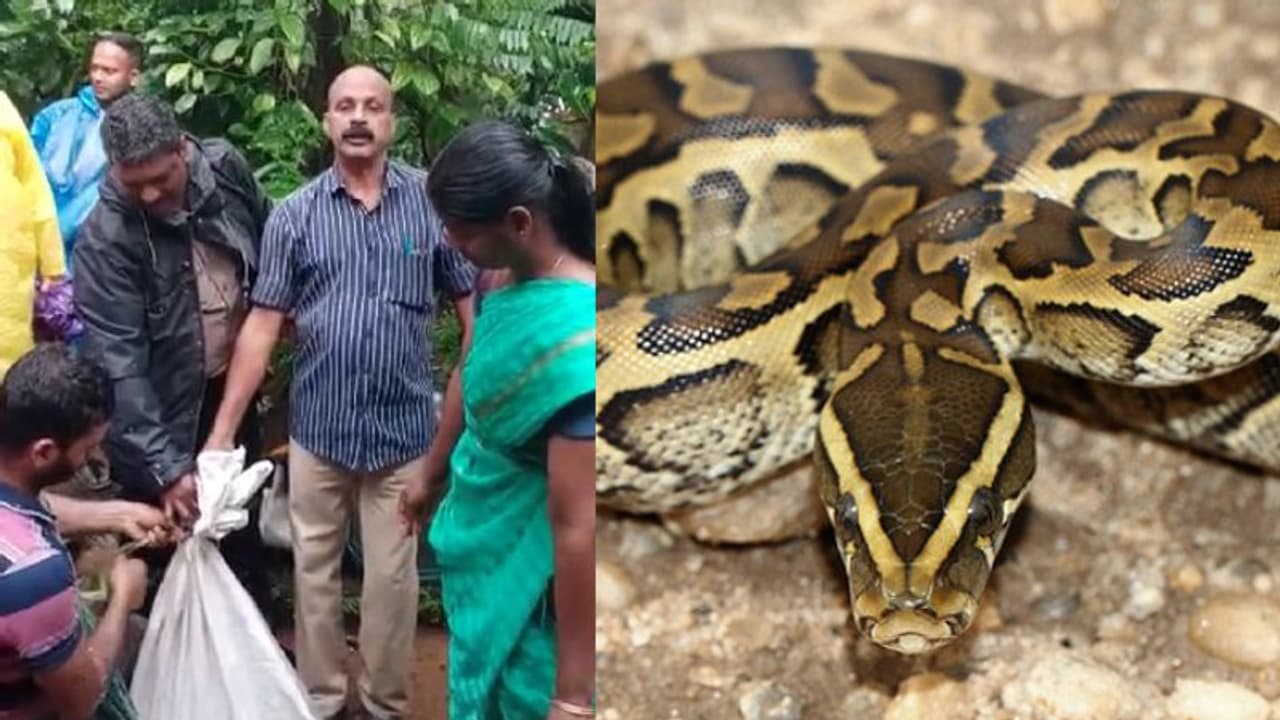 12 അടിയുള്ള പെരുമ്പാമ്പ്, മുയലിനെ വിഴുങ്ങി കൂട്ടിൽ കുടുങ്ങി, ഒടുവിൽ രക്ഷപ്പെടുത്തി കാട്ടിലേക്ക് 12 അടിയുള്ള പെരുമ്പാമ്പ്, മുയലിനെ വിഴുങ്ങി കൂട്ടിൽ കുടുങ്ങി, ഒടുവിൽ രക്ഷപ്പെടുത്തി കാട്ടിലേക്ക്