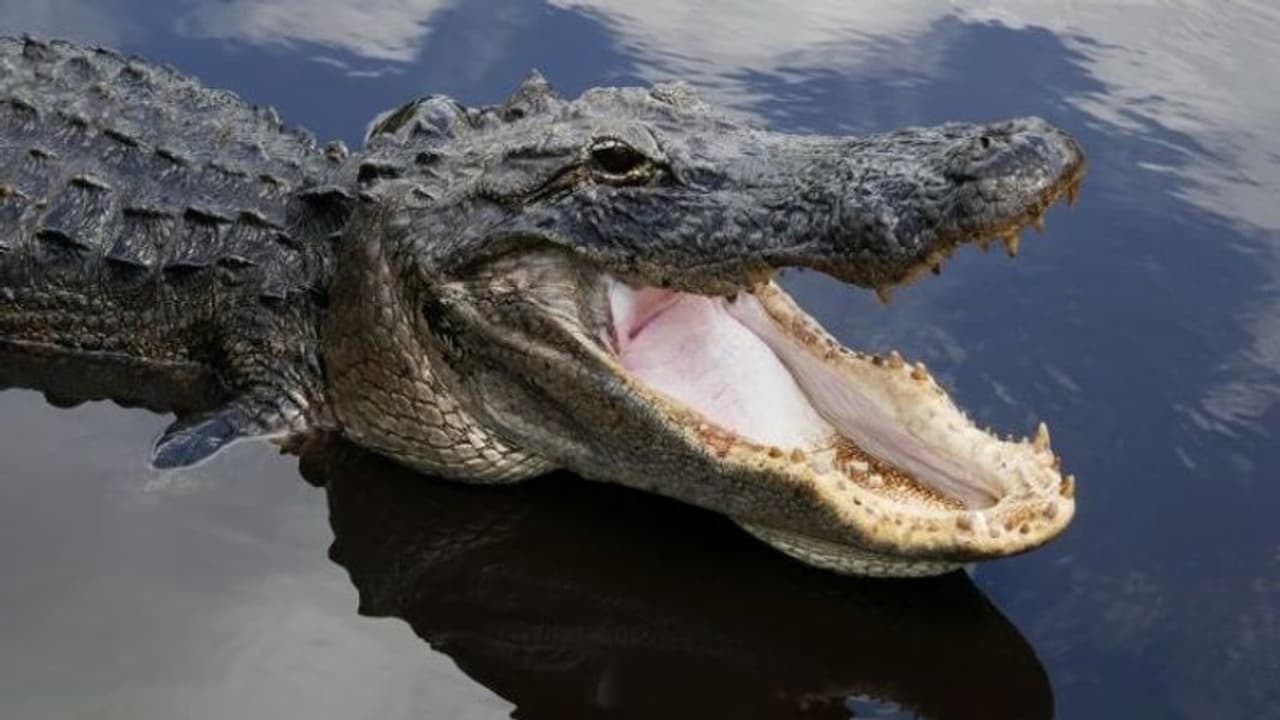 अधिकारियों को तालाब में अजीब हालत में दिखा मगरमच्छ, कुछ देर बाद उसे दे दी गई मौत, जानिए क्यों 