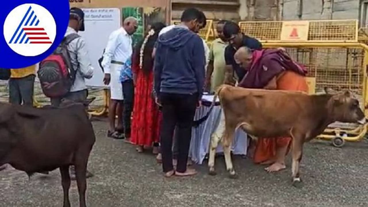 ಹಸುಗಳ ಮೇಲೆ ಕಟುಕರ ಕಣ್ಣು: ಗೋ ಶಾಲೆ ತೆರೆಯಲು ಯುವ ಬ್ರಿಗೇಡ್ ಆಗ್ರಹ ಹಸುಗಳ ಮೇಲೆ ಕಟುಕರ ಕಣ್ಣು: ಗೋ ಶಾಲೆ ತೆರೆಯಲು ಯುವ ಬ್ರಿಗೇಡ್ ಆಗ್ರಹ