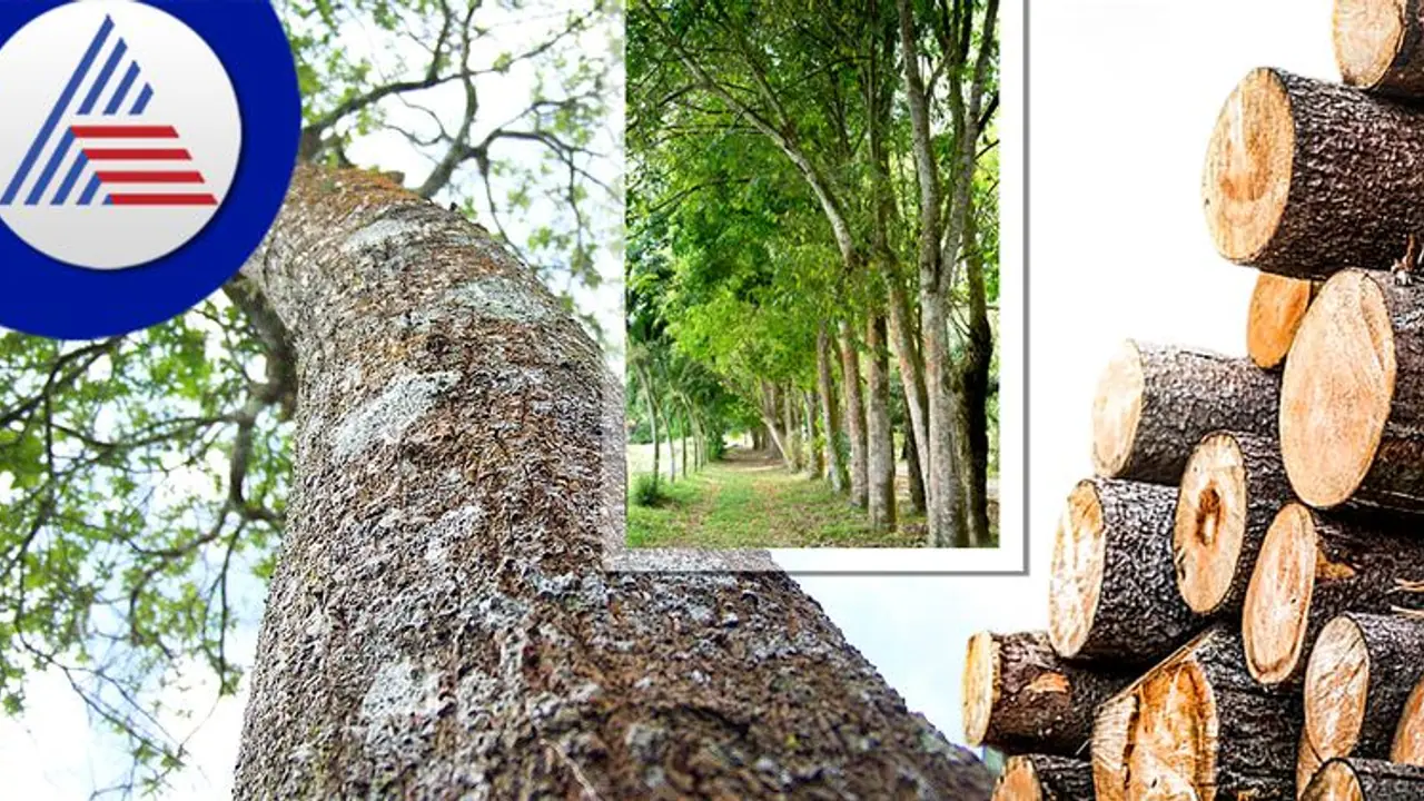 ಲಕ್ ಬದಲಿಸುತ್ತೆ ಚಿನ್ನದಷ್ಟೆ ಬೆಲೆ ಬಾಳುವ ಈ ಮರ, Business Idea ಇಲ್ಲಿದೆ!