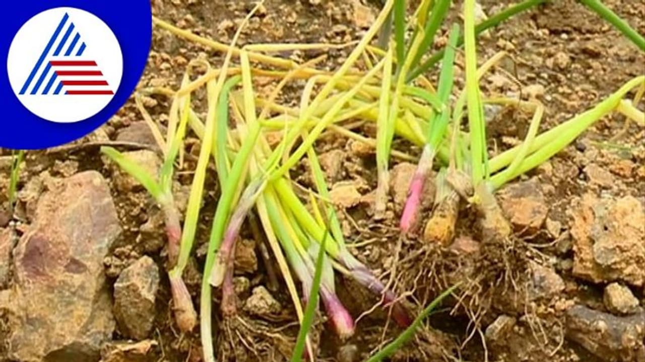 Chitradurga; ಜಿಟಿ ಜಿಟಿ ಮಳೆಗೆ ಅಡಿಕೆ, ಈರುಳ್ಳಿ ಬೆಳೆ ಸಂಪೂರ್ಣ ನಾಶ Chitradurga; ಜಿಟಿ ಜಿಟಿ ಮಳೆಗೆ ಅಡಿಕೆ, ಈರುಳ್ಳಿ ಬೆಳೆ ಸಂಪೂರ್ಣ ನಾಶ