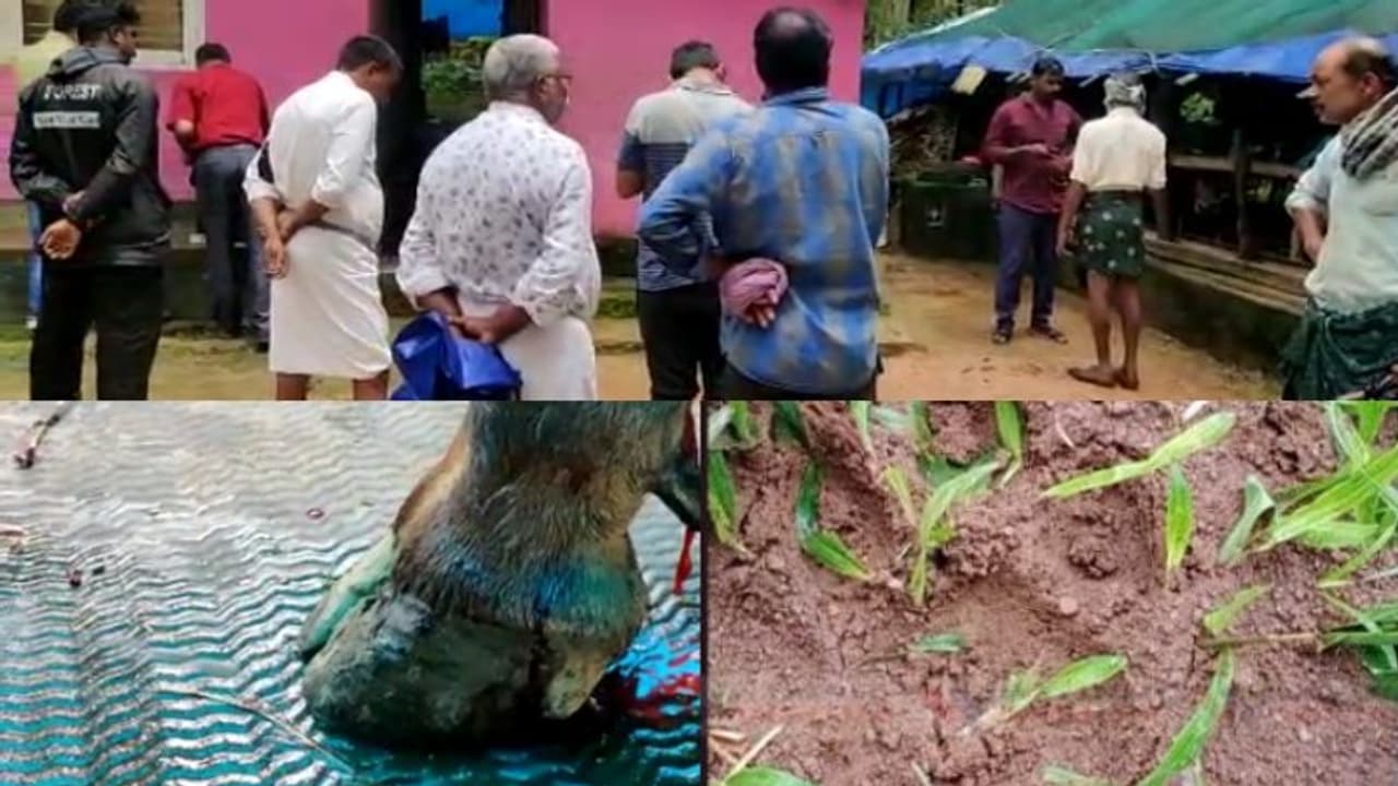 തൊഴുത്തിൽ കെട്ടിയ പശുവിനെ കാണാനില്ല, ഭീതിപ്പെടുത്തുന്ന കാൽപാടുകൾ, മൈലന്പാടിയിൽ വീണ്ടും കടുവ ഇറങ്ങി