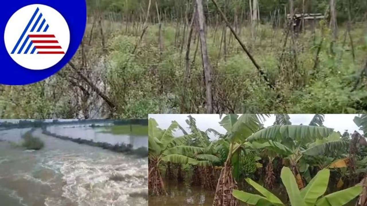 ಕೋಲಾರ ಜಿಲ್ಲೆಯಲ್ಲಿ ಮಳೆ ಹಾನಿ; ರೈತರಿಗೆ ಸ್ವಲ್ಪ ಸಿಹಿ ಸ್ವಲ್ಪ ಕಹಿ ಕೋಲಾರ ಜಿಲ್ಲೆಯಲ್ಲಿ ಮಳೆ ಹಾನಿ; ರೈತರಿಗೆ ಸ್ವಲ್ಪ ಸಿಹಿ ಸ್ವಲ್ಪ ಕಹಿ