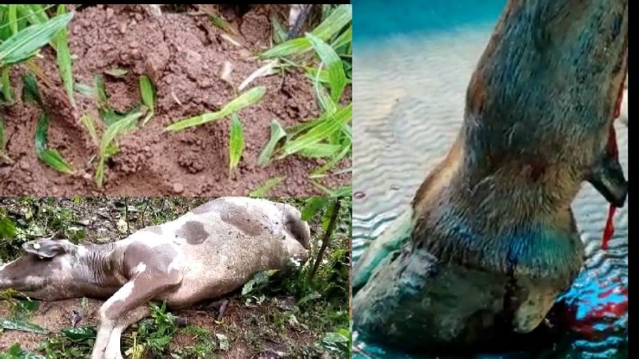 കടുവ പേടിയില്‍ മൈലമ്പാടി; വളര്‍ത്ത് മൃഗങ്ങള്‍ക്ക് രക്ഷയില്ല.!