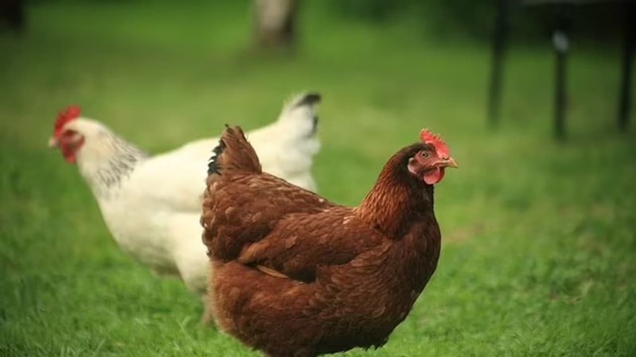 కోళ్ల దొంగతనం బయటపడిందని.. వ్యక్తి ఆత్మహత్య..!! కోళ్ల దొంగతనం బయటపడిందని.. వ్యక్తి ఆత్మహత్య..!!