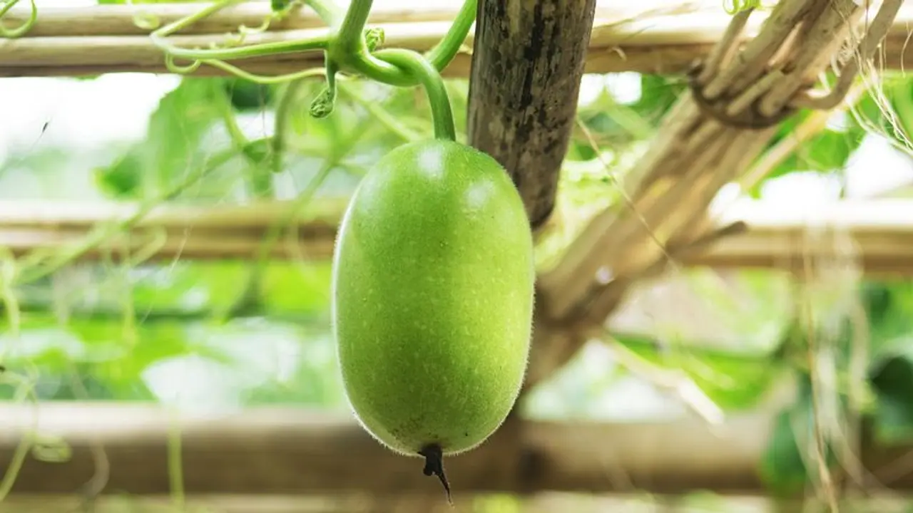 ash gourd ash gourd