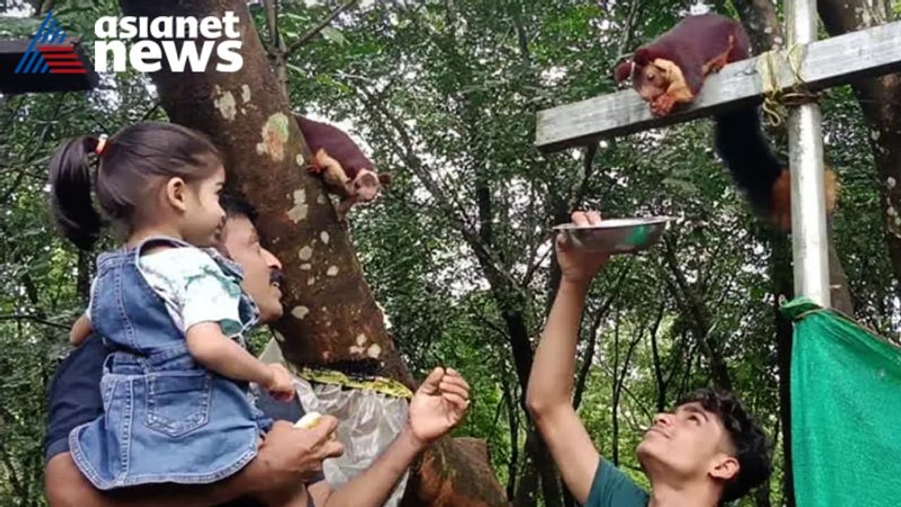 മനുഷ്യനും മലയണ്ണാനും തമ്മിലൊരു അപൂര്വ ചങ്ങാത്തം; നാടിനാകെ അതിശയമായി 'മണിയും മുത്തുമോളും' മനുഷ്യനും മലയണ്ണാനും തമ്മിലൊരു അപൂര്വ ചങ്ങാത്തം; നാടിനാകെ അതിശയമായി 'മണിയും മുത്തുമോളും'