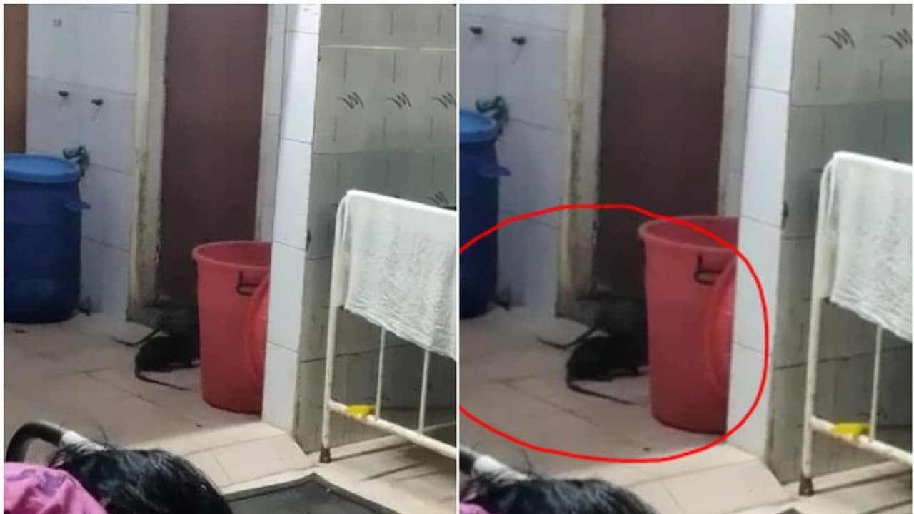 കൂട്ടിരിപ്പുകാരായി എലികളുണ്ടല്ലോ..! സര്ക്കാര് ആശുപത്രി വാര്ഡില് തലങ്ങും വിലങ്ങും പാഞ്ഞ് എലികള്, പ്രതിഷേധം കൂട്ടിരിപ്പുകാരായി എലികളുണ്ടല്ലോ..! സര്ക്കാര് ആശുപത്രി വാര്ഡില് തലങ്ങും വിലങ്ങും പാഞ്ഞ് എലികള്, പ്രതിഷേധം