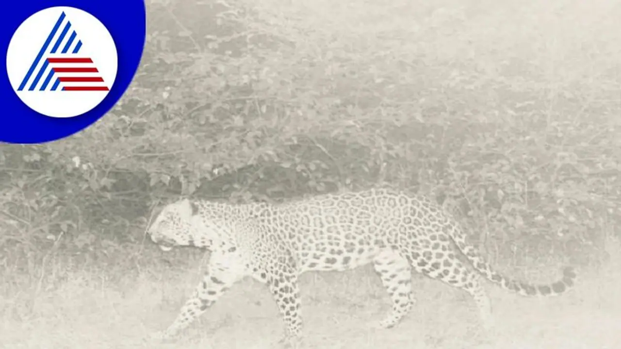 ಬೆಳಗಾವಿ ಚಿರತೆ ಸೆರೆಗೆ 200 ಜನ!: ಕಾರ್ಯಾಚರಣೆಗೆ 2 ಆನೆ ಕೂಡ ಬಳಕೆ ಬೆಳಗಾವಿ ಚಿರತೆ ಸೆರೆಗೆ 200 ಜನ!: ಕಾರ್ಯಾಚರಣೆಗೆ 2 ಆನೆ ಕೂಡ ಬಳಕೆ