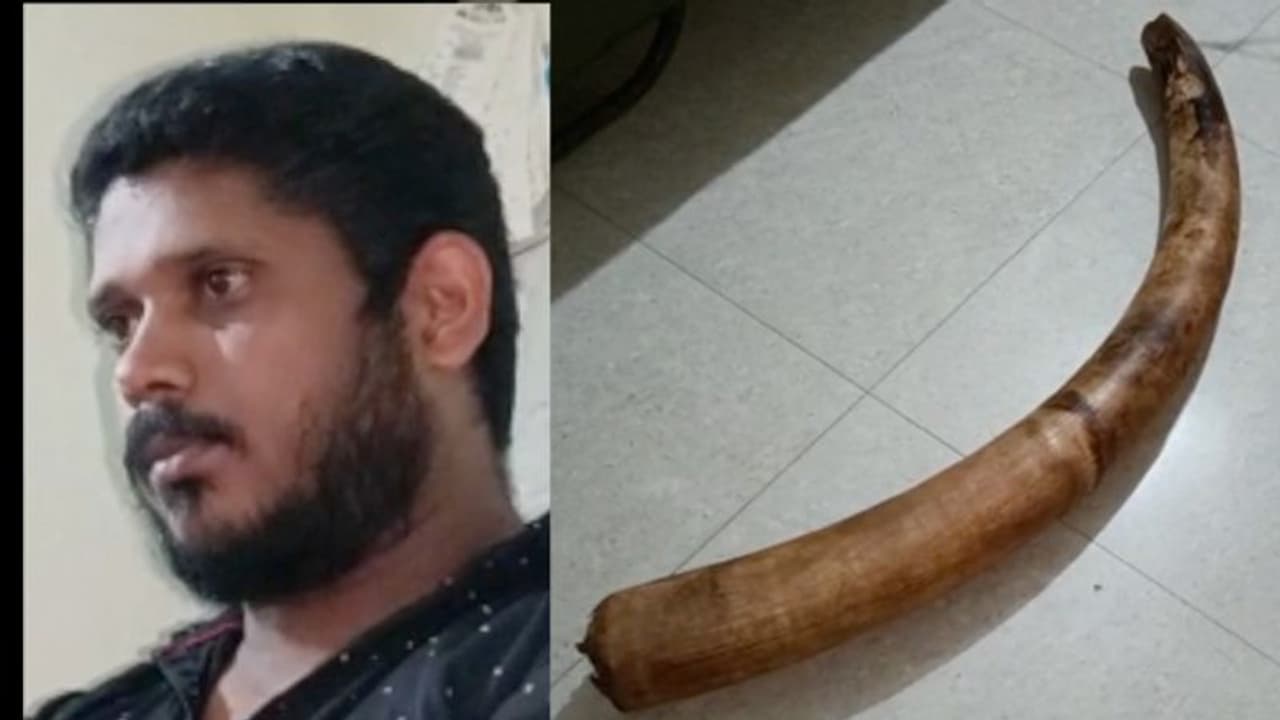 വിൽക്കാൻ ആനക്കൊമ്പുമായി വന്നയാളെ വനവകുപ്പ് പിടികൂടി വിൽക്കാൻ ആനക്കൊമ്പുമായി വന്നയാളെ വനവകുപ്പ് പിടികൂടി