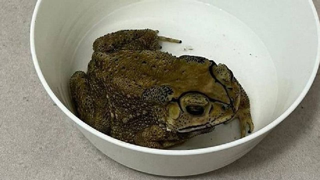 ಅಪ್ಪ ಮಾಡಿದ ಕಪ್ಪೆ ಸಾರು ತಿಂದು ಮಗಳು ಸಾವು: ಒಡಿಶಾದಲ್ಲೊಂದು ವಿಚಿತ್ರ ಘಟನೆ