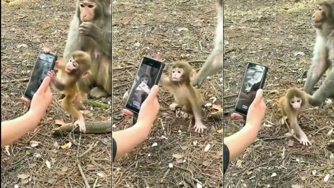 వార్నీ... స్మార్ట్ ఫోన్ కనిపిస్తే కోతిపిల్లకూడా ఆగడం లేదు... వార్నీ... స్మార్ట్ ఫోన్ కనిపిస్తే కోతిపిల్లకూడా ఆగడం లేదు...