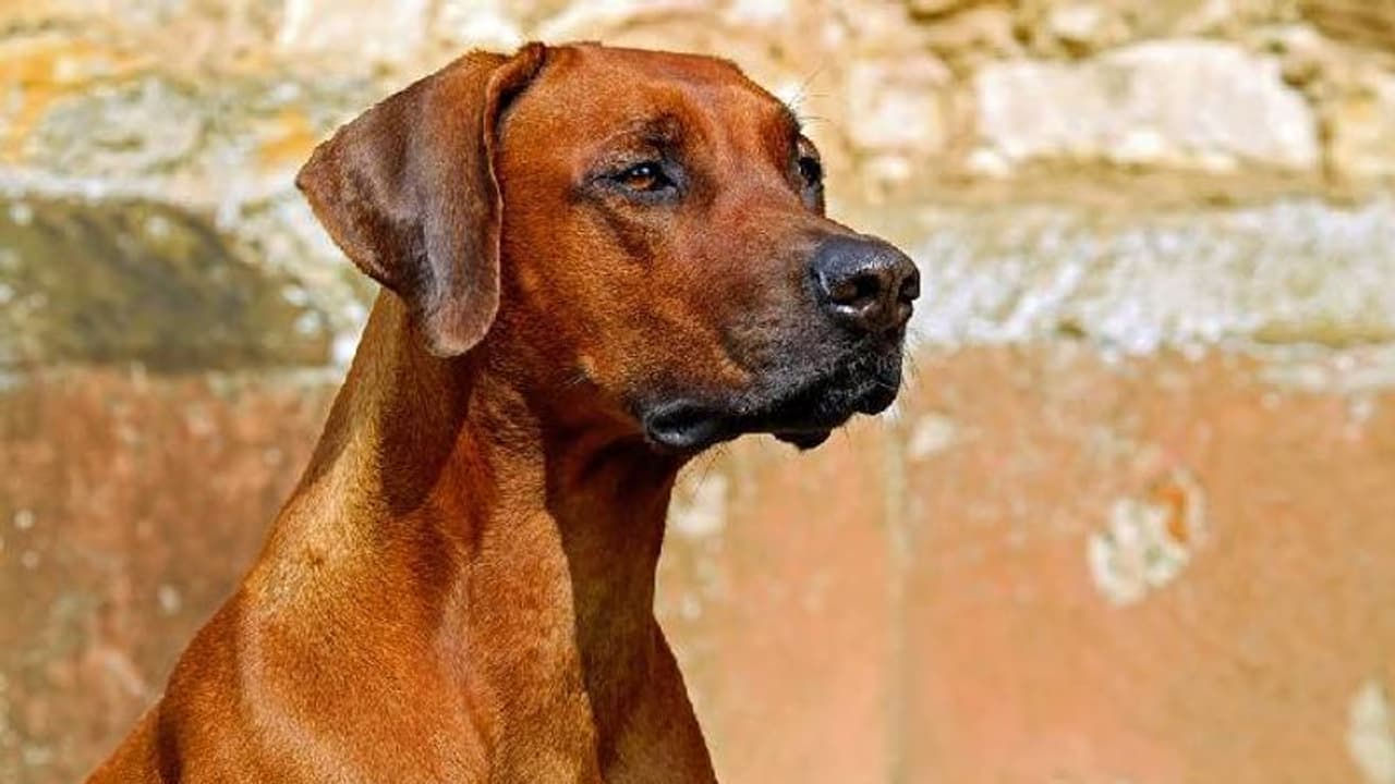 ദുരൂഹമായി ചത്ത നിലയിൽ നായകൾ, രോഗികളായവയും ഏറെ, കാരണമറിയാതെ അധികൃതർ ദുരൂഹമായി ചത്ത നിലയിൽ നായകൾ, രോഗികളായവയും ഏറെ, കാരണമറിയാതെ അധികൃതർ