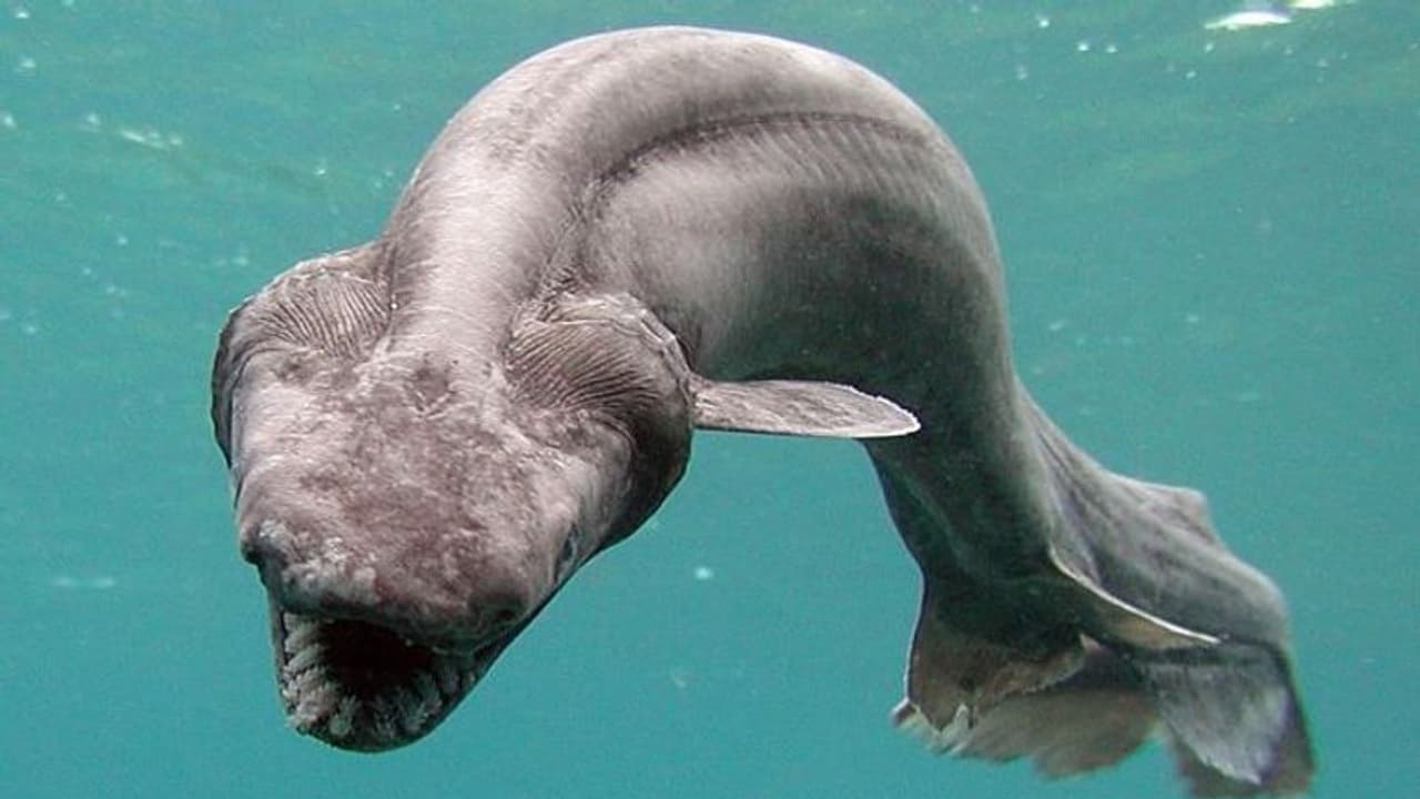 समुद्र में दिखा करीब 8 करोड़ साल पुरानी प्रजाति का जीव, वैज्ञानिक हैरान यह अब तक कैसे जिंदा 