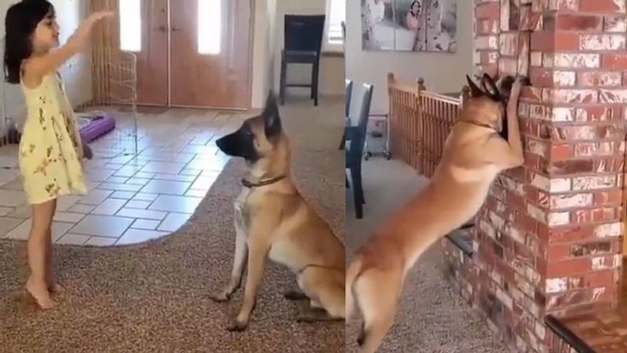 పెంపుడు కుక్కతో చిన్నారి దాగుడుమూతలాట.. ఎంతచక్కగా వింటుందో చూడండి...