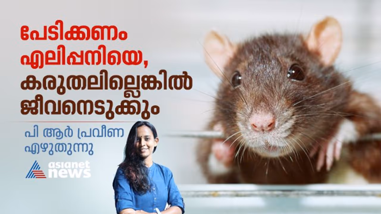 വരാനിരിക്കുന്നത് എലിപ്പനിപകർച്ചയുടെ കാലം, കരുതലില്ലെങ്കിൽ ജീവൻ കവരും; ആശങ്കയോടെ മരണ കണക്കുകള്‍