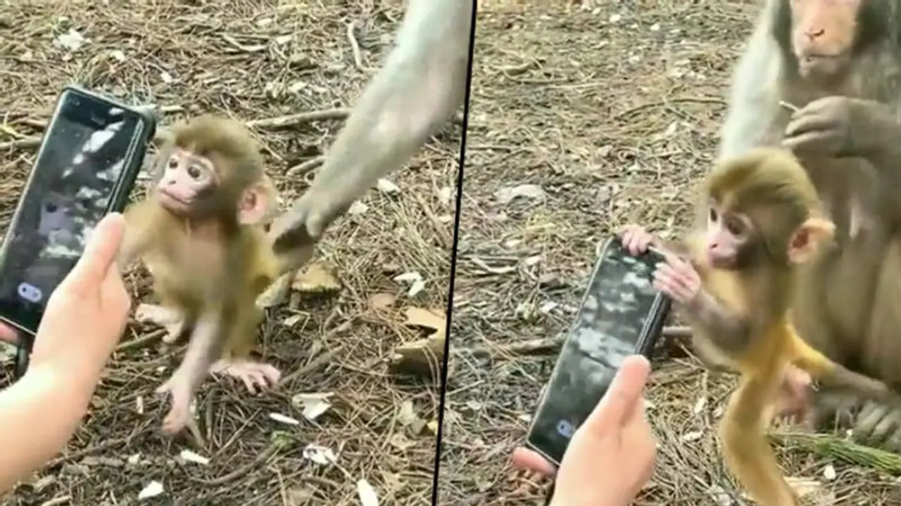 Fascinated by a smartphone, a baby monkey attempts to snatch it: watch the video