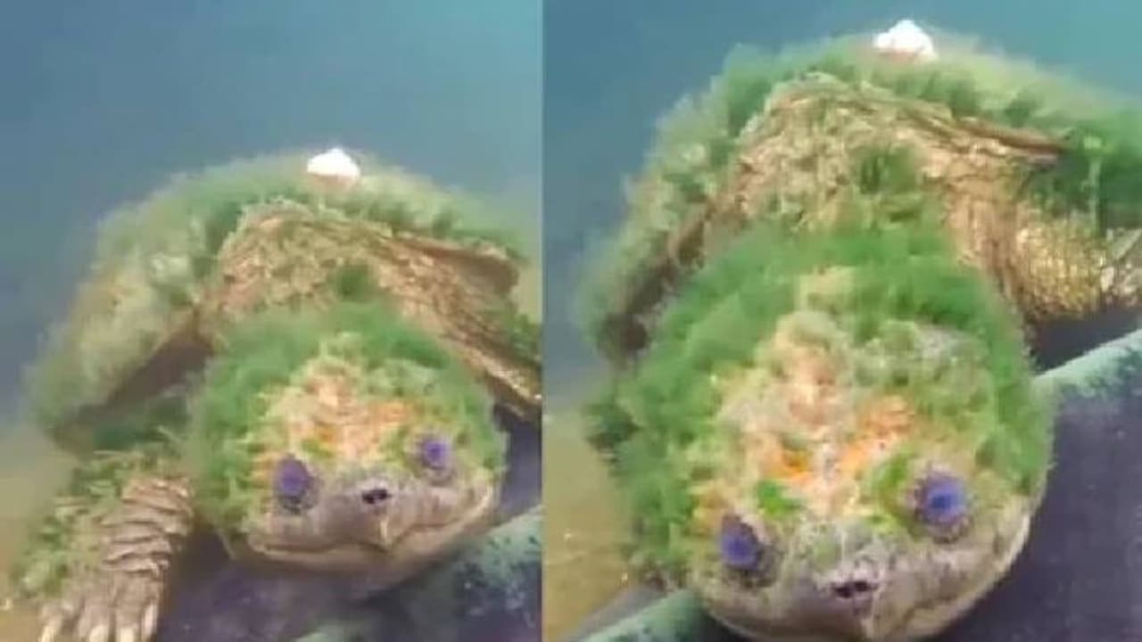 91 വയസ്, ശരീരം മൊത്തം പായലുമായി ഒരു ആമ, വൈറലായി വീഡിയോ! 91 വയസ്, ശരീരം മൊത്തം പായലുമായി ഒരു ആമ, വൈറലായി വീഡിയോ!