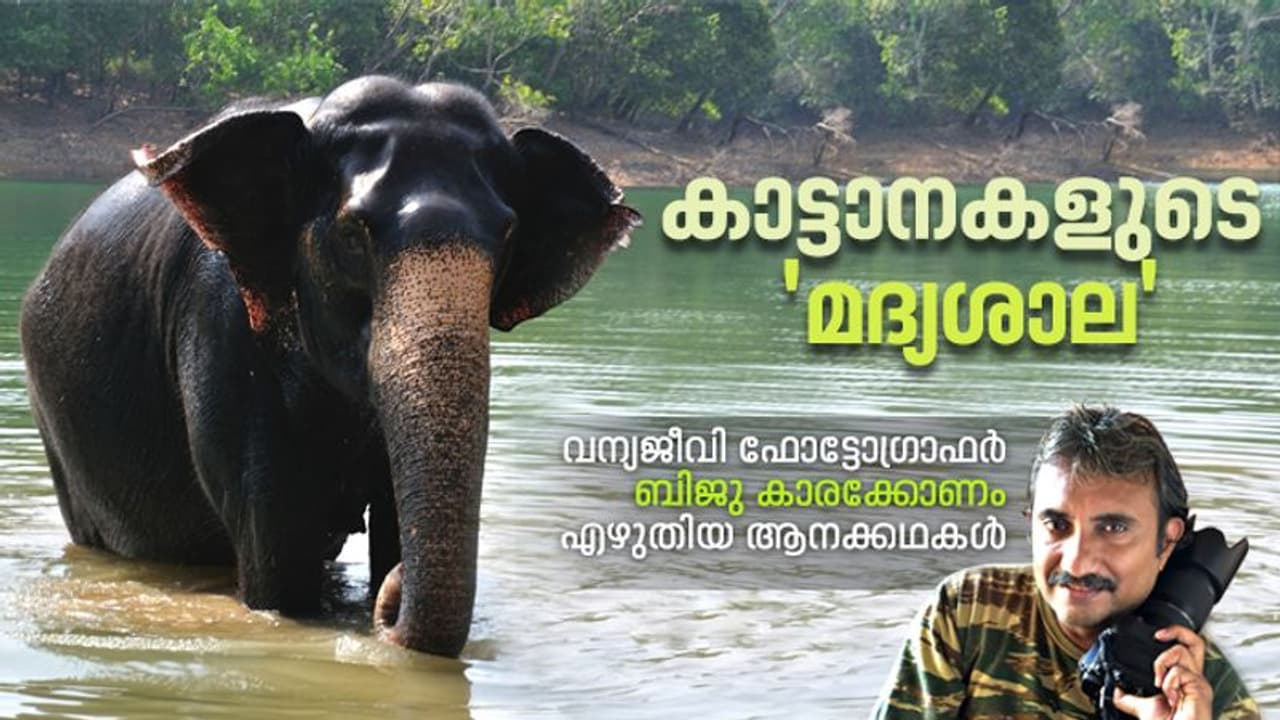 കാട്ടാനകള്‍ കൂട്ടമായി ഇവിടെ വരും, മത്തു പിടിക്കുംവരെ ഈ വെള്ളം കുടിക്കും, ഫിറ്റാവും!