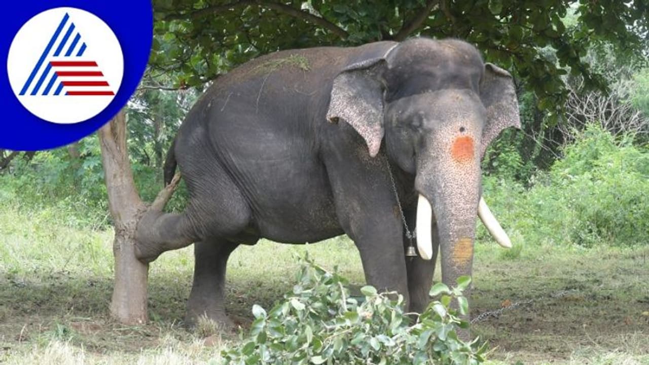 Mysuru Dasara; ತೂಕದ ವಿಚಾರದಲ್ಲಿ ಮಾಜಿ ಕ್ಯಾಪ್ಟನ್ ಅರ್ಜುನನೇ ಬಲಶಾಲಿ!