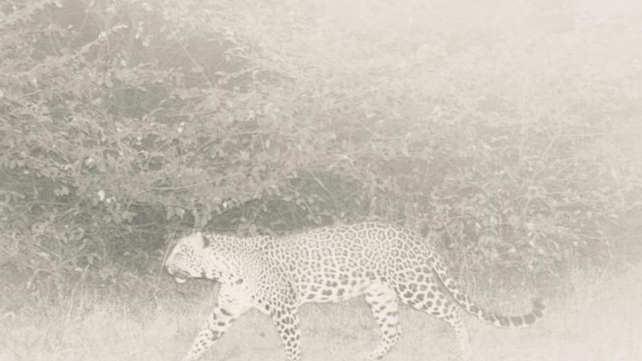 ಬೆಳಗಾವಿ ಜಿಲ್ಲೆಯಲ್ಲಿ ಒಂದಲ್ಲ.. ಎರಡಲ್ಲ.. ಮೂರು ಚಿರತೆ ಪ್ರತ್ಯಕ್ಷ..! ಬೆಳಗಾವಿ ಜಿಲ್ಲೆಯಲ್ಲಿ ಒಂದಲ್ಲ.. ಎರಡಲ್ಲ.. ಮೂರು ಚಿರತೆ ಪ್ರತ್ಯಕ್ಷ..!