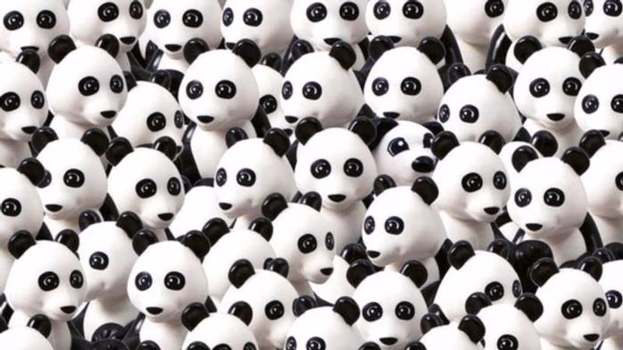 20 സെക്കന്റിനുള്ളിൽ പാണ്ടകൾക്കിടയിലെ പട്ടിക്കുട്ടിയെ കണ്ടെത്താമോ? 20 സെക്കന്റിനുള്ളിൽ പാണ്ടകൾക്കിടയിലെ പട്ടിക്കുട്ടിയെ കണ്ടെത്താമോ?