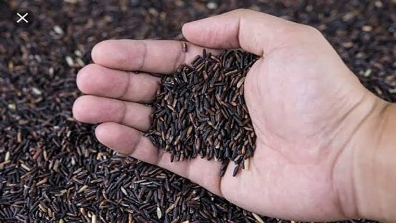 चंदौली का काला चावल: पूरा होने लगा किसानों की आय दोगुना करने का पीएम सीएम का सपना चंदौली का काला चावल: पूरा होने लगा किसानों की आय दोगुना करने का पीएम सीएम का सपना