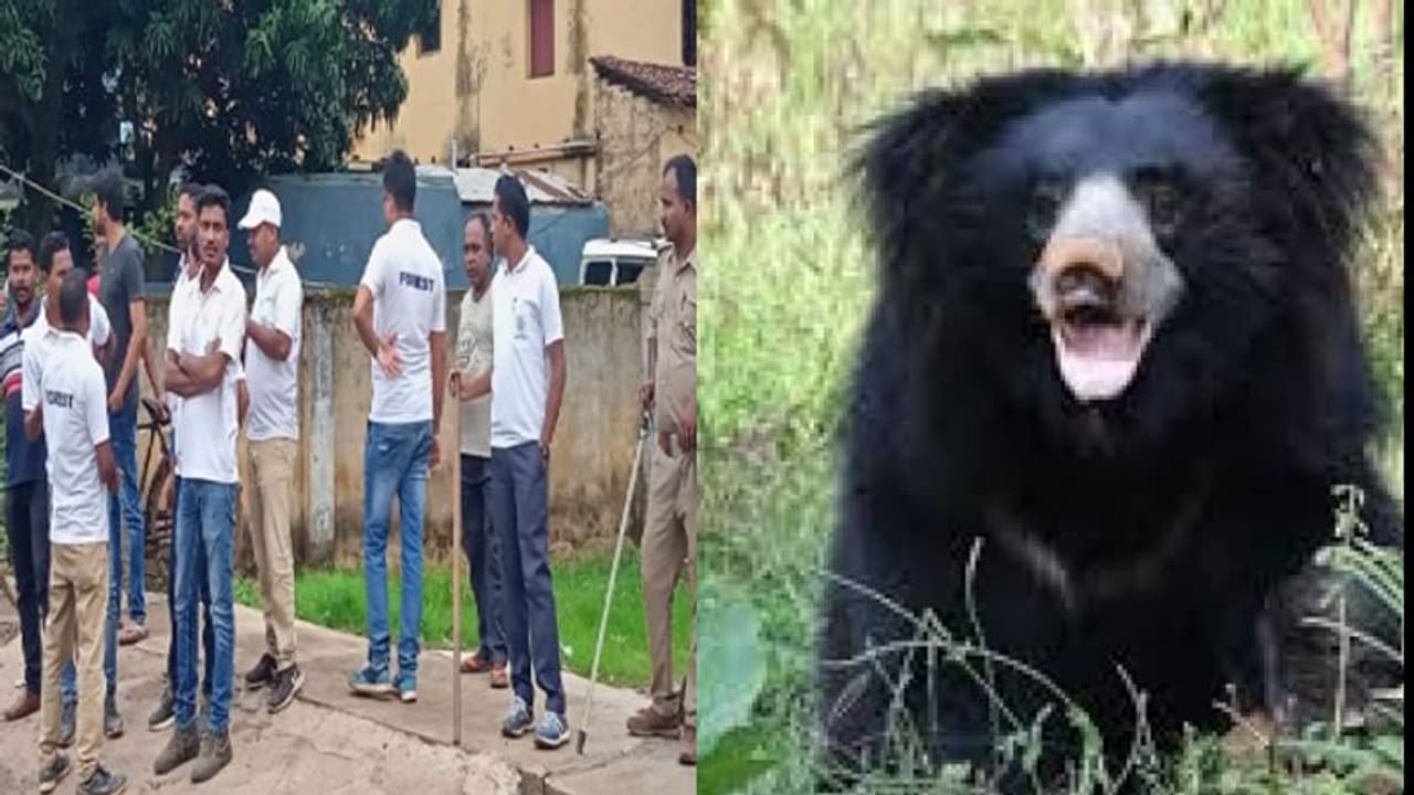 चाईबासा में भालू ने मचा रखा है आतंक...कई ग्रामीणों को कर चुका है घायल, अब तक पकड़ नहीं सका वन विभाग चाईबासा में भालू ने मचा रखा है आतंक...कई ग्रामीणों को कर चुका है घायल, अब तक पकड़ नहीं सका वन विभाग